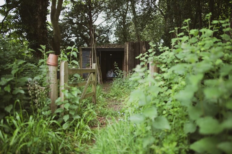 Heavily overgrown garden building, the kind of job a proper garden clearance tackles
