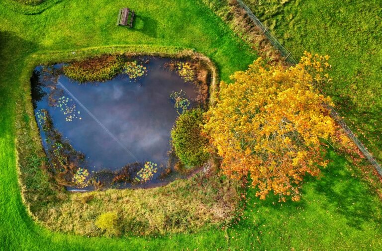 Aerial view of a small field pond with lily pads and an autumn tree near Exeter