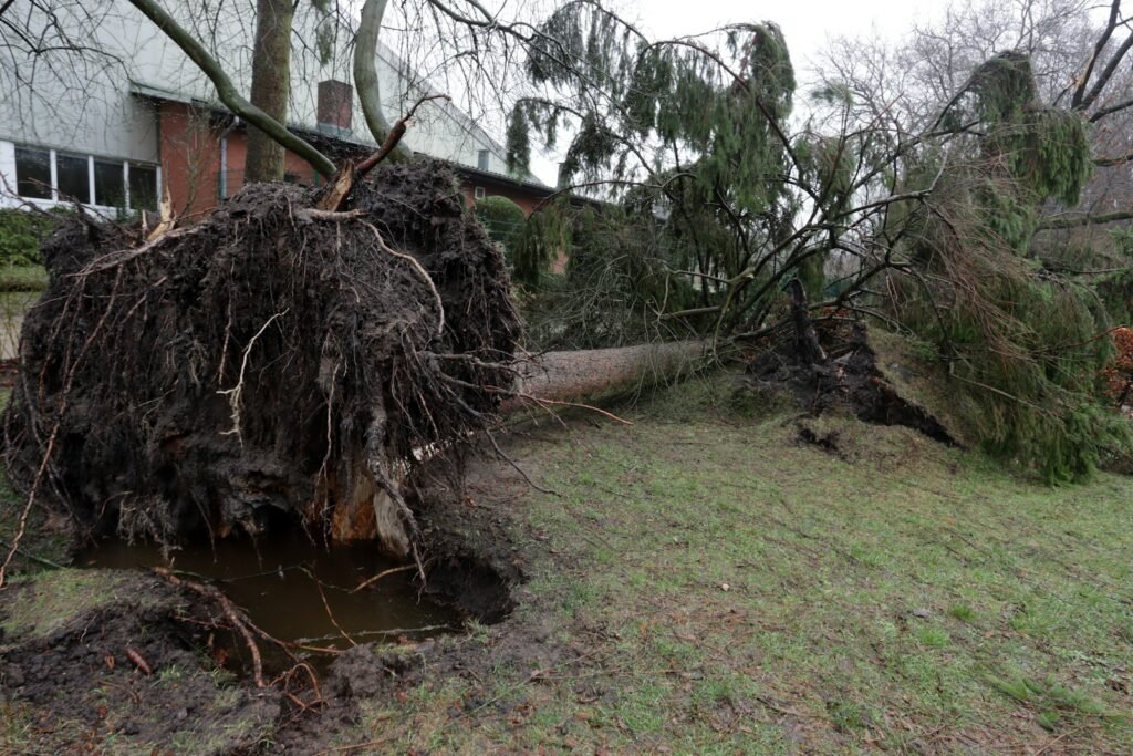 Large conifer uprooted by a storm lying across a lawn beside a brick building