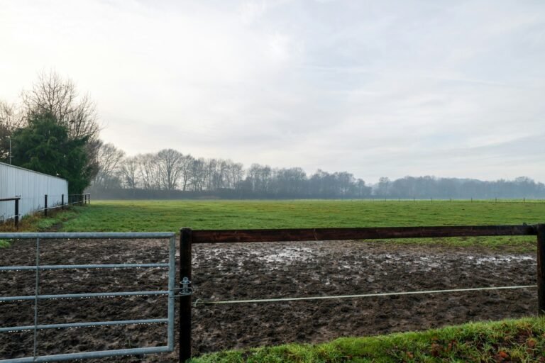 Muddy, churned-up field gateway behind a metal farm gate